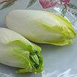 Belgian_endive.jpg