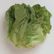 Boston_lettuce.jpg