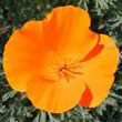 California_poppy.jpg