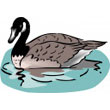 Canada_goose.jpg