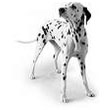 Dalmatian.jpg