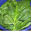 Malabar_spinach.jpg