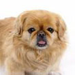 Pekingese.jpg