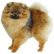 Pomeranian.jpg