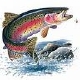 Rainbow_Trout.jpg