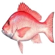 Red_Snapper.jpg