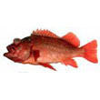 Rockfish.jpg