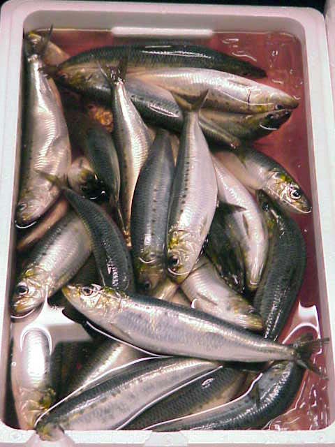 There are as many as 21 species can be classified as sardines and their main 