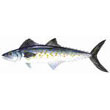 Spanish_mackerel.jpg