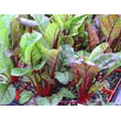 Swiss_chard.jpg