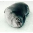 Weddell_seal.jpg