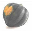 acorn_squash.jpg