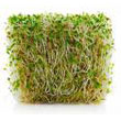 alfalfa_sprouts.jpg