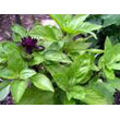 anise_basil.jpg