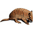 armadillo.jpg