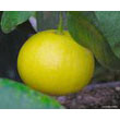 bergamot.jpg