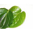 betel_leaf.jpg