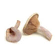 blewit_mushrooms.jpg