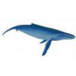 blue_whale.jpg