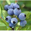 blueberries.jpg