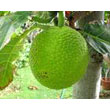 breadfruit.jpg