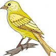 canary.jpg