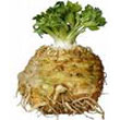 celeriac.jpg