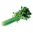 celery.jpg