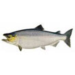 chinook_salmon.jpg