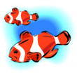 clown_fish.jpg