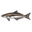 cobia.jpg