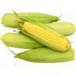 corn.jpg