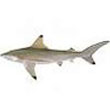 dogfish_shark.jpg