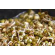 fenugreek_sprouts.jpg