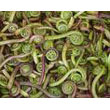 fiddlehead_fern.jpg