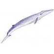 fin_whale.jpg