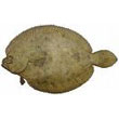 flounder.jpg