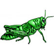 grasshopper.jpg