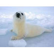 harp_seal.jpg