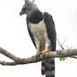 harpy_eagle.jpg