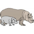 hippopotamus.jpg