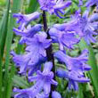 hyacinth.jpg