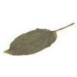 jute_leaf.jpg