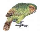 kakapo.jpg