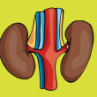 kidney.jpg