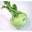 kohlrabi.jpg