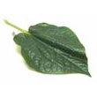 la-lot_leaf.jpg