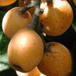 loquat.jpg