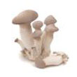 mushroom.jpg