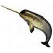 narwhal.jpg